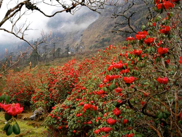 Sikkim - Rhododendron Tour
